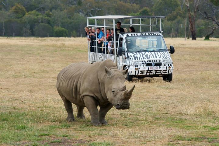 Deluxe Safari Adventure at Werribee Open Range Zoo