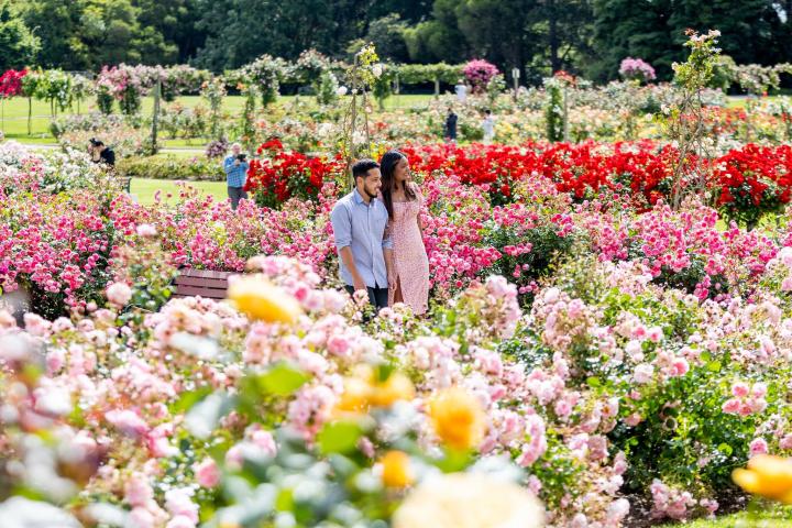 Victoria State Rose Garden at Werribee Park